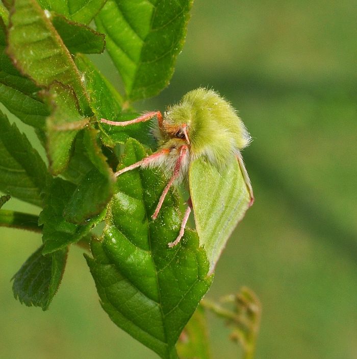 Notodonta dromedarius e Pseudoips prasinanus