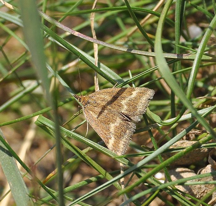 Pyrausta aeralis - Eana argentana