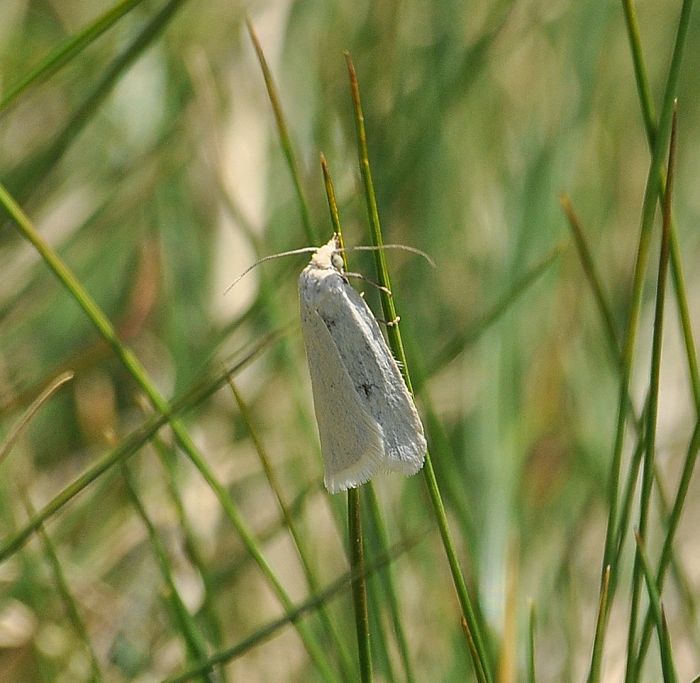 Pyrausta aeralis - Eana argentana