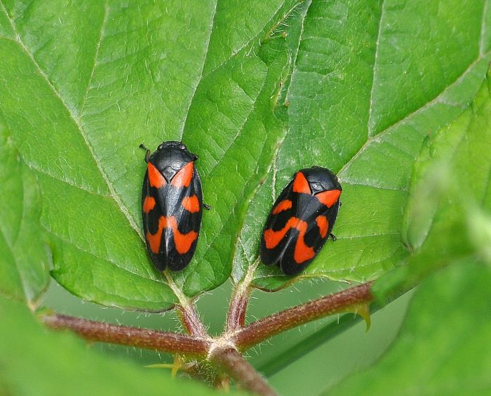 Cecropis vulnerata?