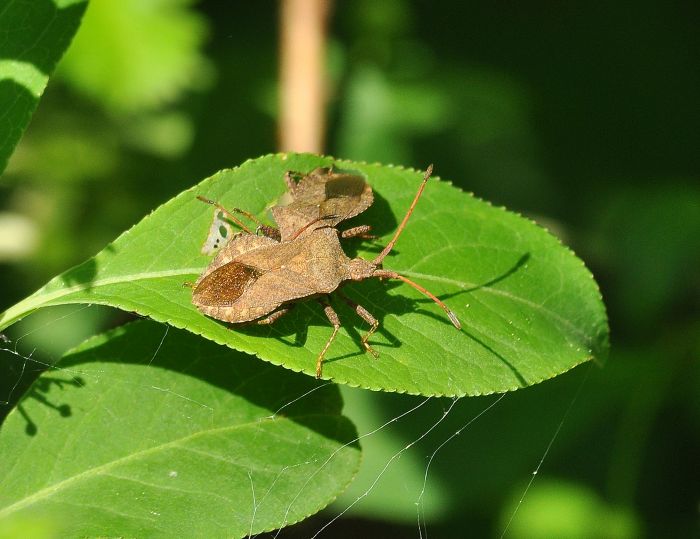 Coreidae: Coreus marginatus?  S !