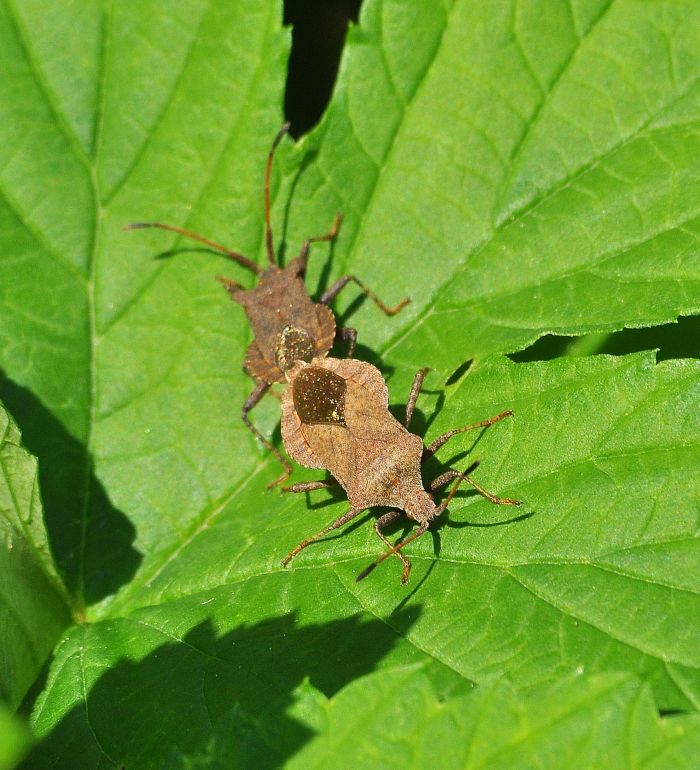 Coreidae: Coreus marginatus?  S !