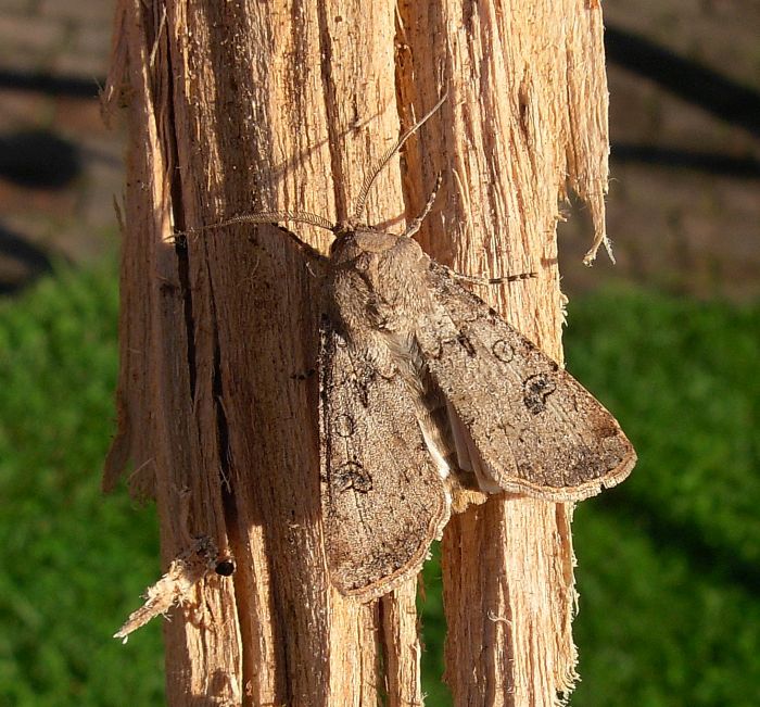 Agrotis segetum