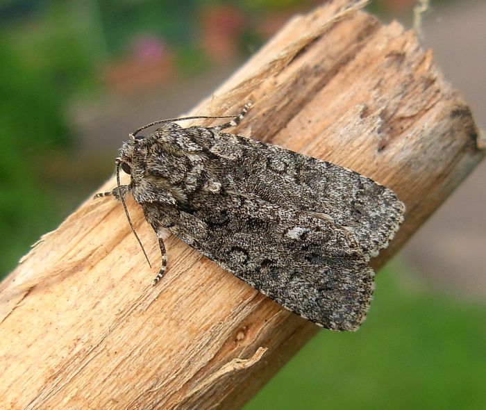 Acronicta rumicis