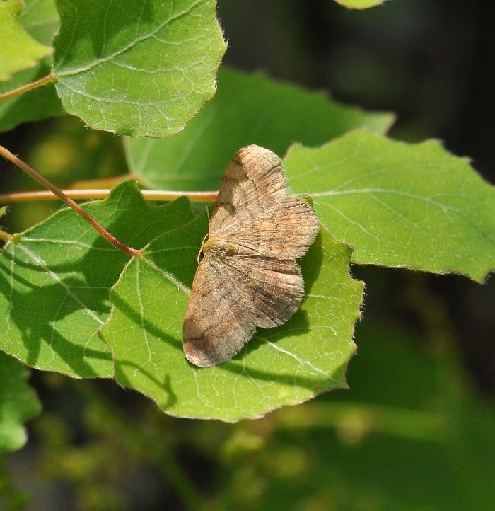 Tutte Scopula rubiginata???