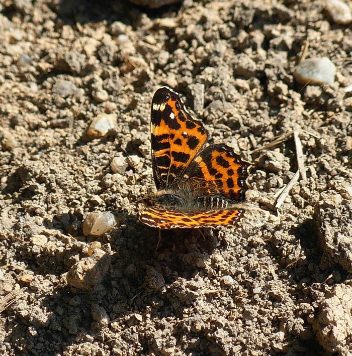 Araschnia levana primaverile