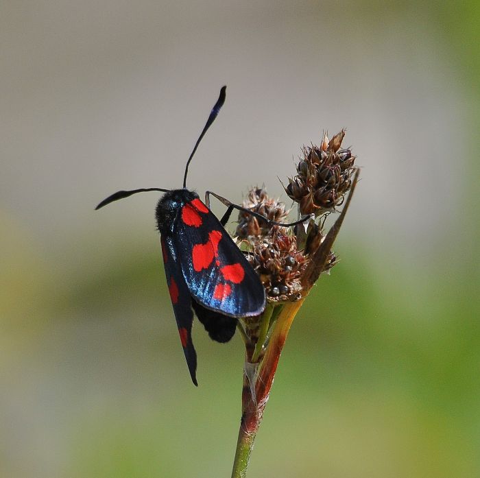 Zygaena filipendulae?