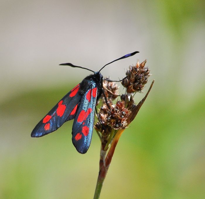 Zygaena filipendulae?