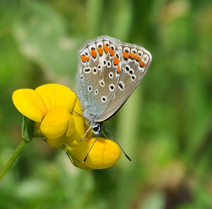 Scolitantidesa orion e P. icarus femmina (?)