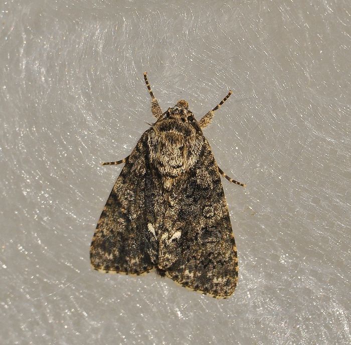 Acronicta rumicis