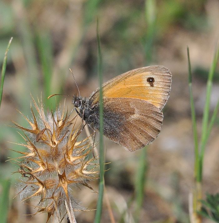 Coenonympha pamphilus (credo)