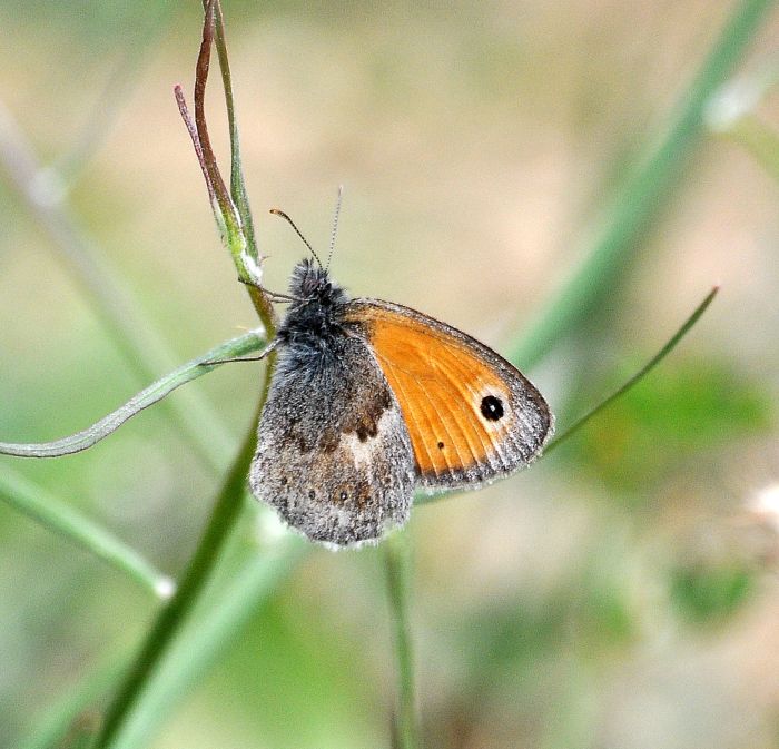 Coenonympha pamphilus (credo)