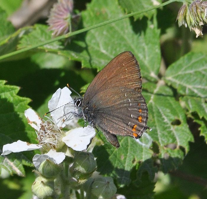 aiuto id. Satyrium: S. ilicis e S. acaciae - Lycaenidae