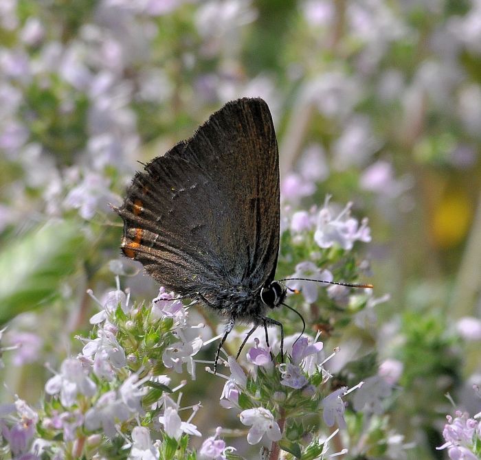 aiuto id. Satyrium: S. ilicis e S. acaciae - Lycaenidae