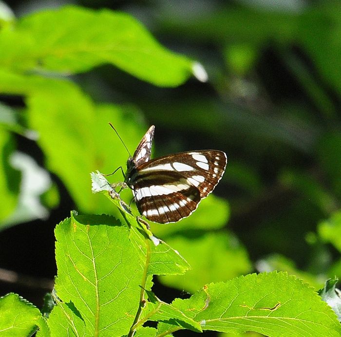 Neptis sappho (Nymphalidae)