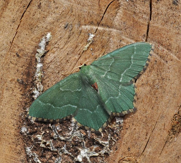 Thalera fimbrialis