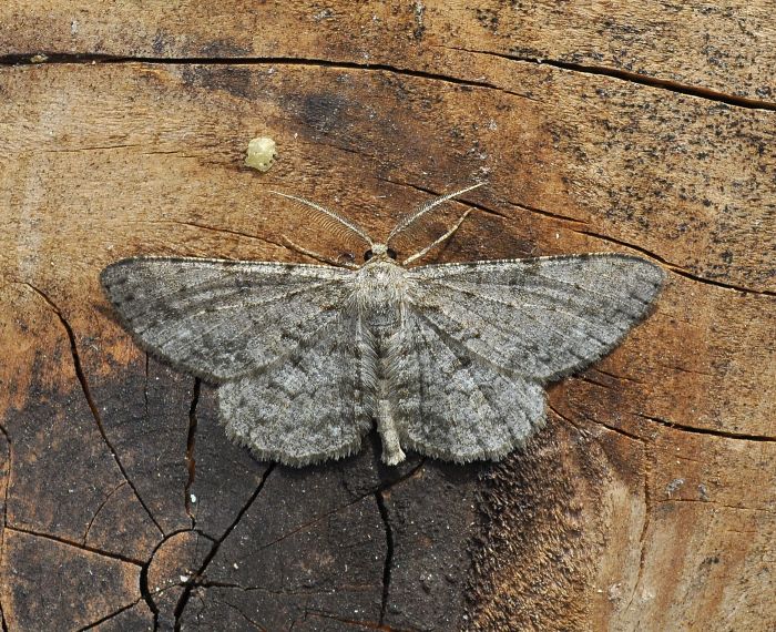 Thalera fimbrialis