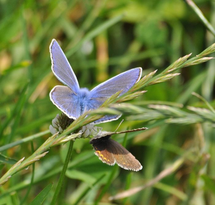 Polyommatus icarus?