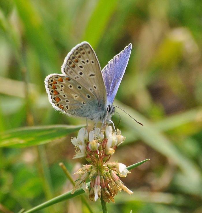 Polyommatus icarus?