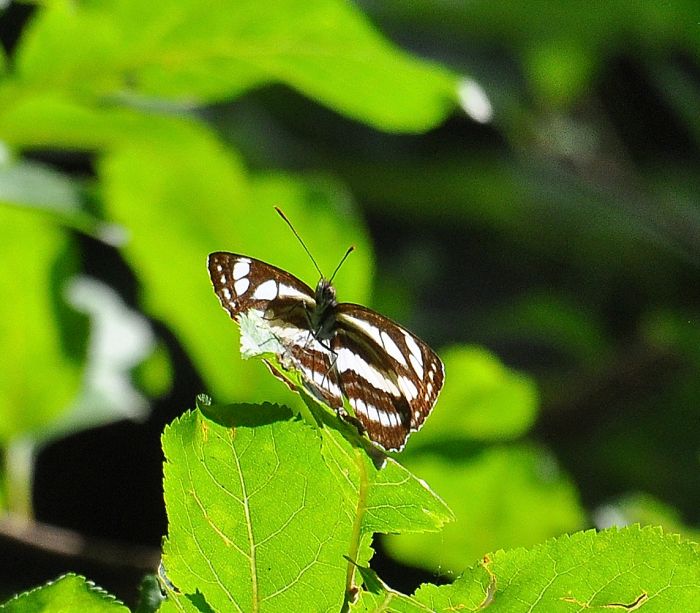 Neptis sappho (Nymphalidae)