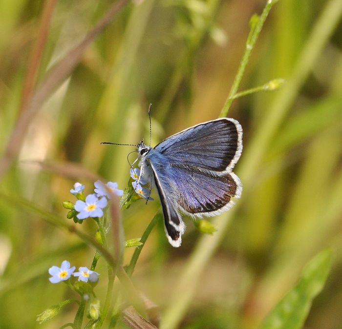 Plebejus argus?