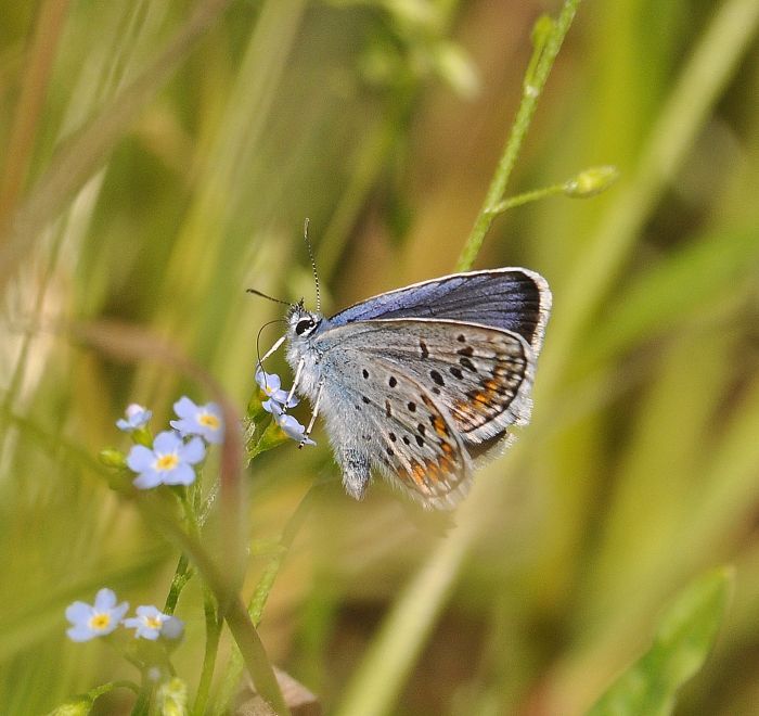 Plebejus argus?