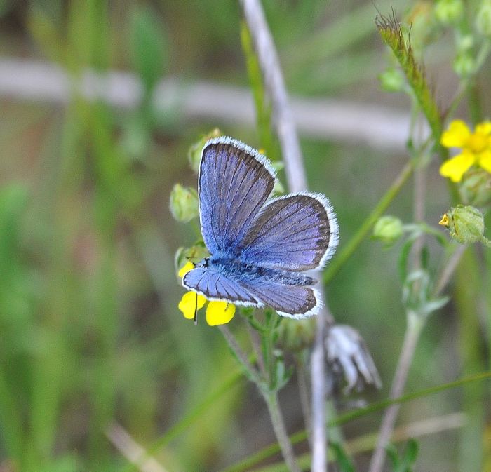 Plebejus argus?