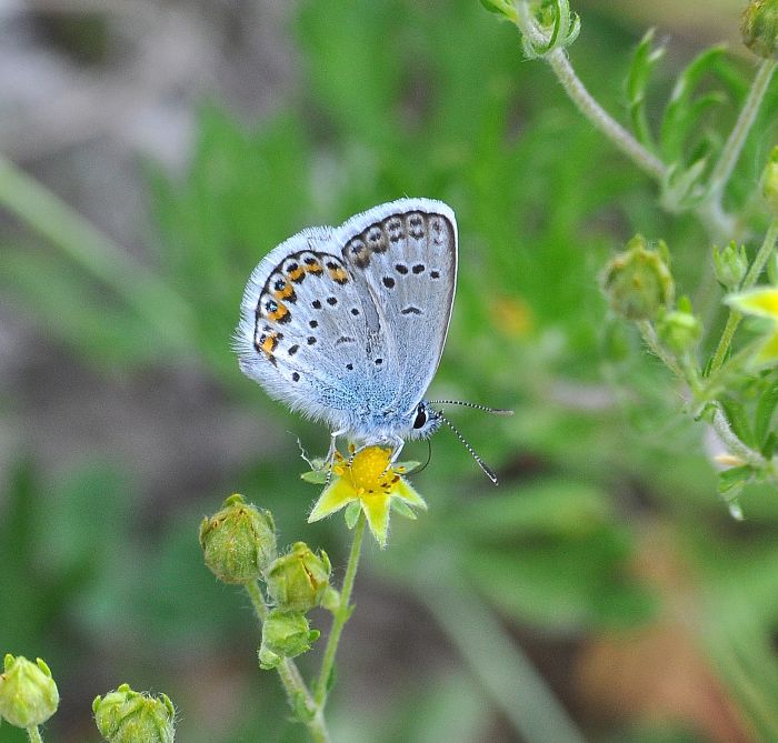 Plebejus argus?