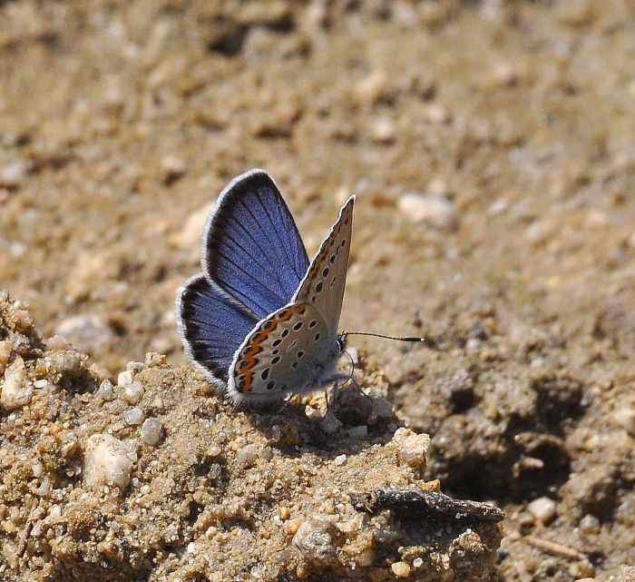 Plebejus argus?