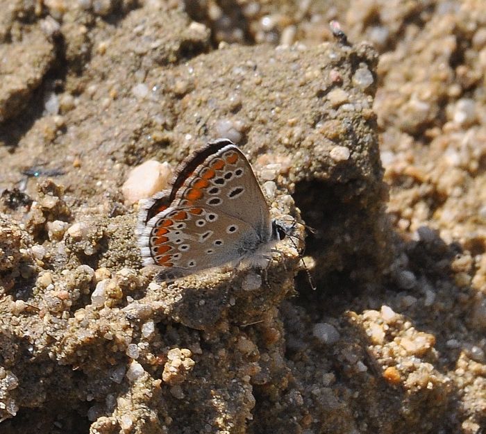 Plebejus argus?