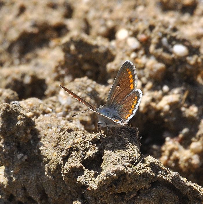 Plebejus argus?