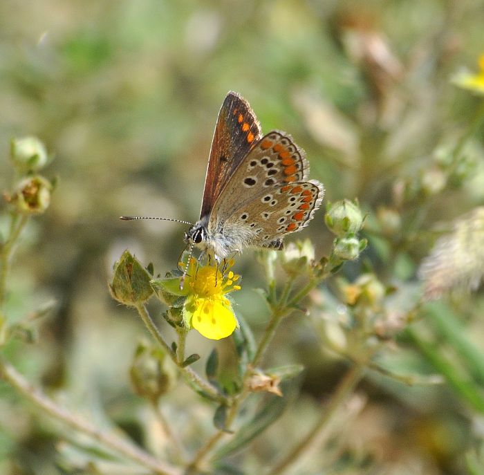 Plebejus argus?