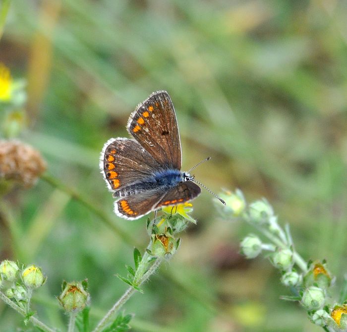 Plebejus argus?