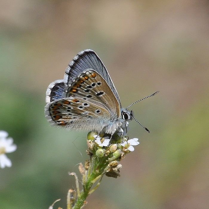 Plebejus anteros ??