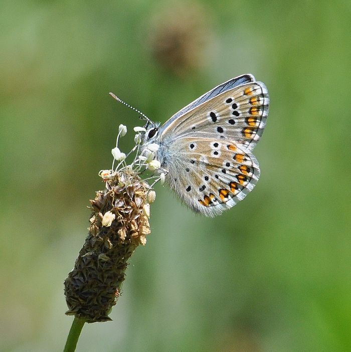 Plebejus anteros ??