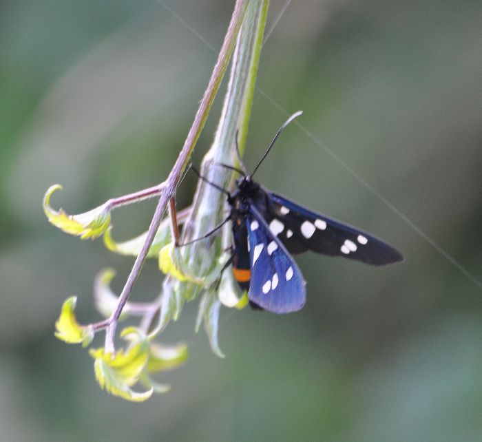 ancora due bulgare - Amata kruegeri? Spiris striata? aiuto id.