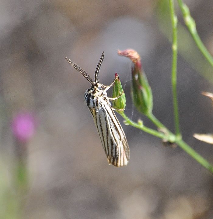 ancora due bulgare - Amata kruegeri? Spiris striata? aiuto id.