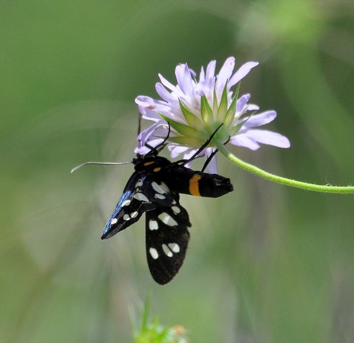 ancora due bulgare - Amata kruegeri? Spiris striata? aiuto id.