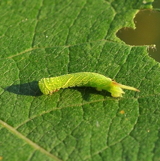 ciclo di vita di Laothoe populi