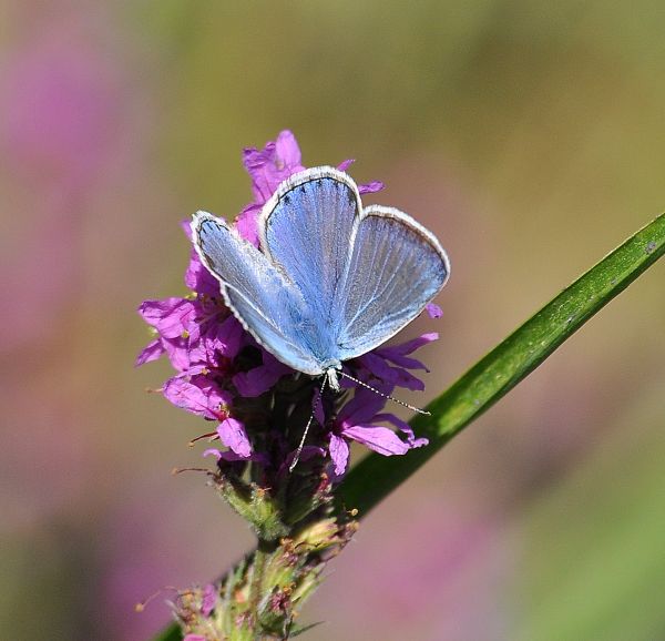 aiuto Lycenidae: Polyommatus icarus