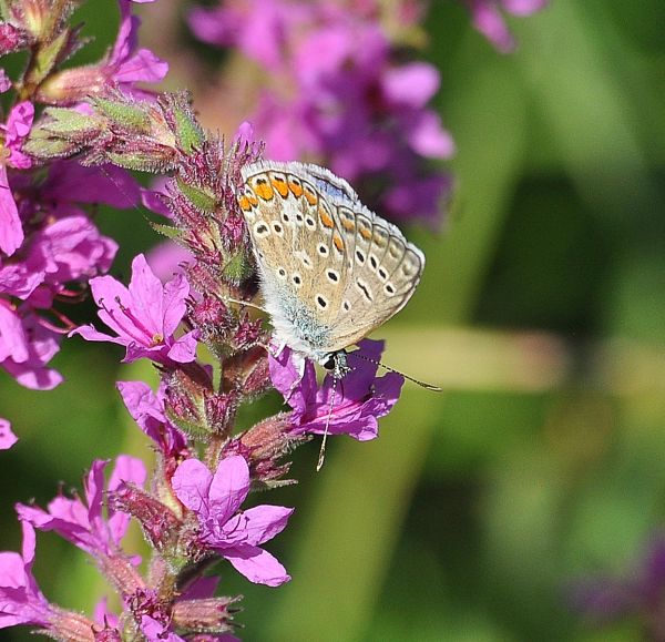 aiuto Lycenidae: Polyommatus icarus