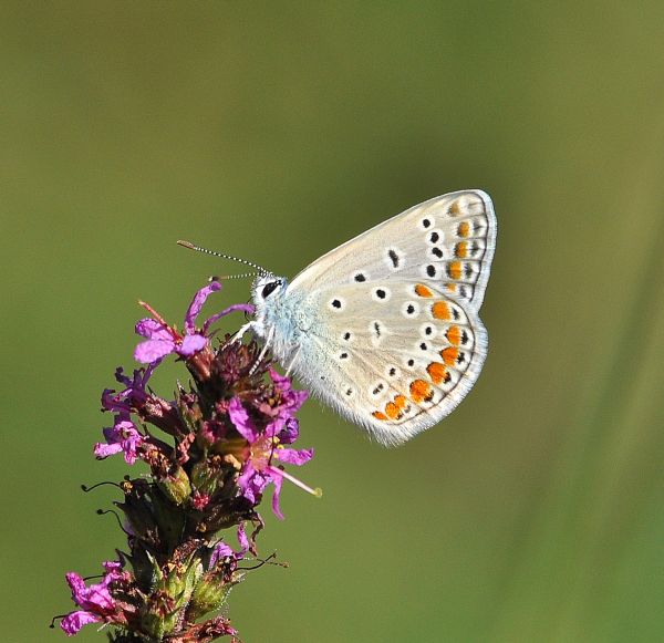 aiuto Lycenidae: Polyommatus icarus