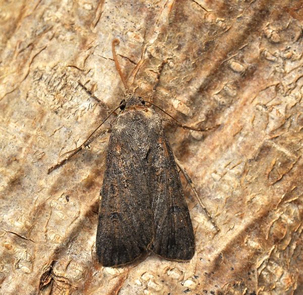 Agrotis segetum?