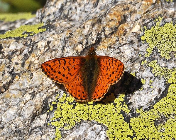 Boloria pales? Boloria sp.