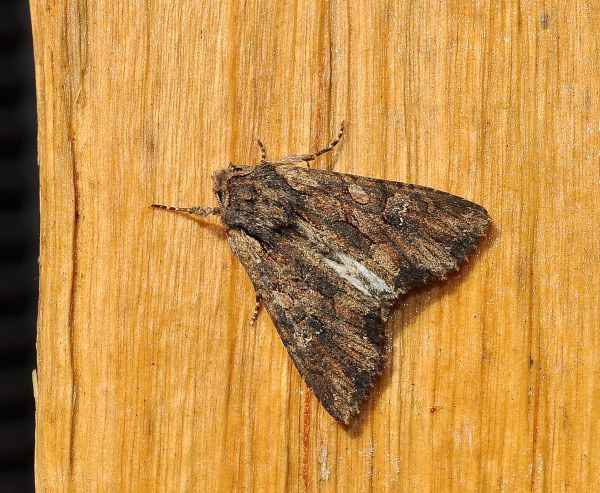 Mniotype solieri? S - Noctuidae