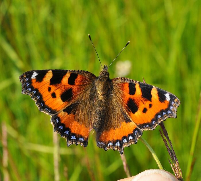 Aglais urticae? e consigli per l''allevamento