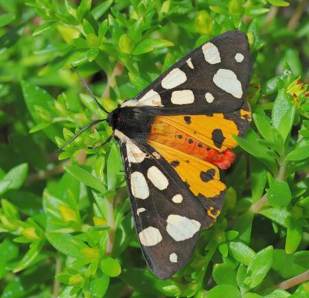 Arctidae di Pogno