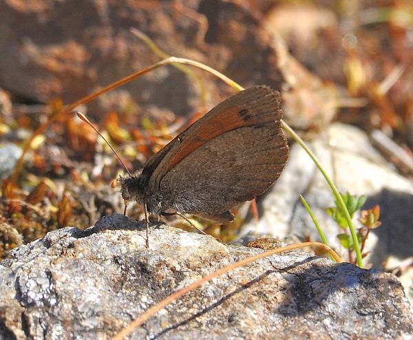 Aiuto id erebie - Erebia tyndarus, Nymphalidae