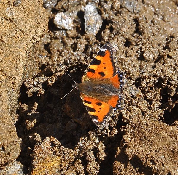 Polyommatus coridon da record?