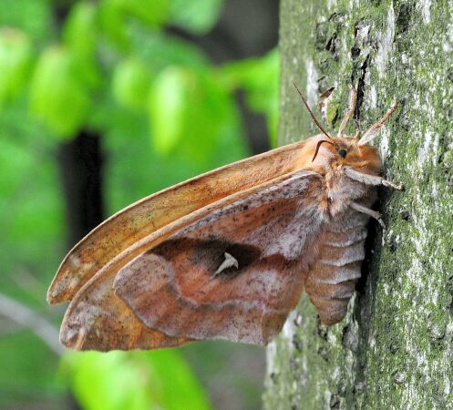 Saturniidae di Pogno